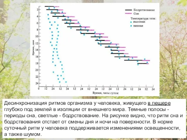 Десинхронизация ритмов организма у человека, живущего в пещере глубоко под землей в