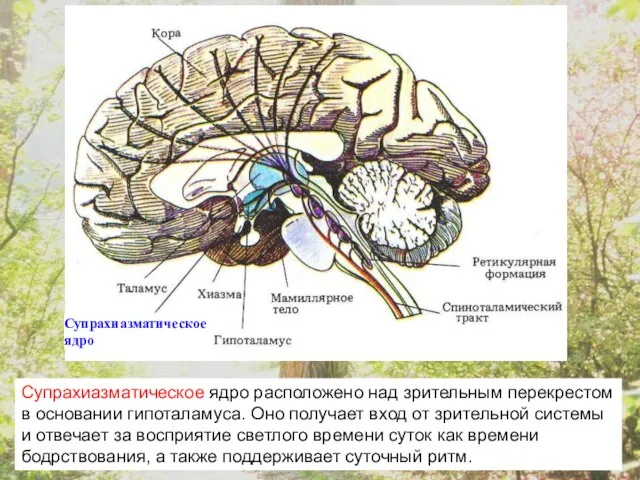 Супрахиазматическое ядро Супрахиазматическое ядро расположено над зрительным перекрестом в основании гипоталамуса. Оно