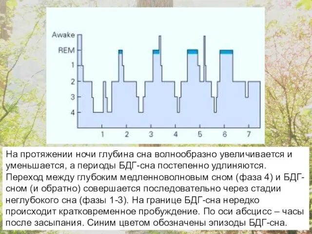 На протяжении ночи глубина сна волнообразно увеличивается и уменьшается, а периоды БДГ-сна