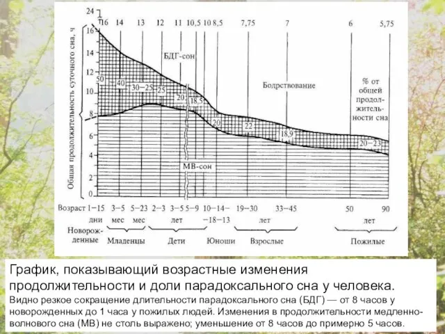 График, показывающий возрастные изменения продолжительности и доли парадоксального сна у человека. Видно