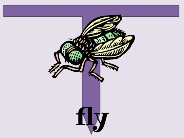 fly