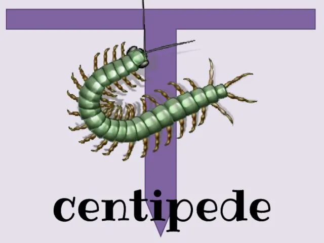 centipede