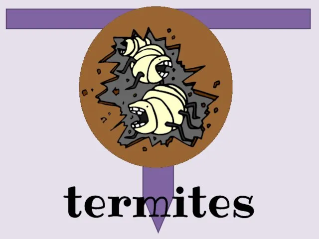 termites