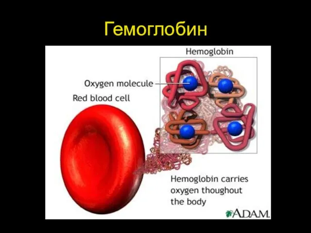 Гемоглобин