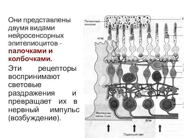 Они представлены двумя видами нейросенсорных эпителиоцитов - палочками и колбочками. Эти рецепторы