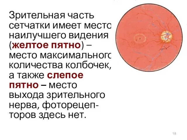 Зрительная часть сетчатки имеет место наилучшего видения (желтое пятно) – место максимального