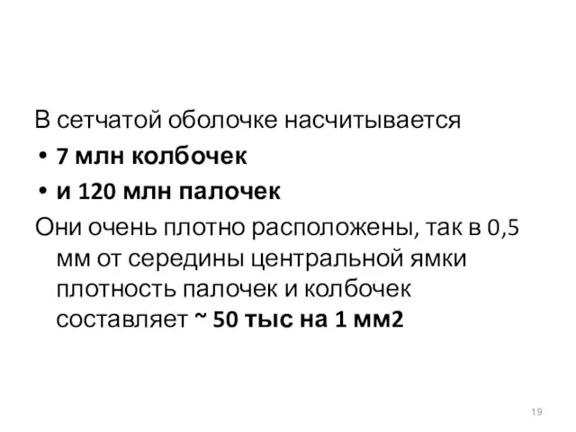 В сетчатой оболочке насчитывается 7 млн колбочек и 120 млн палочек Они