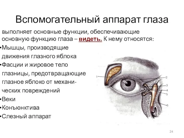 Вспомогательный аппарат глаза выполняет основные функции, обеспечивающие основную функцию глаза – видеть.