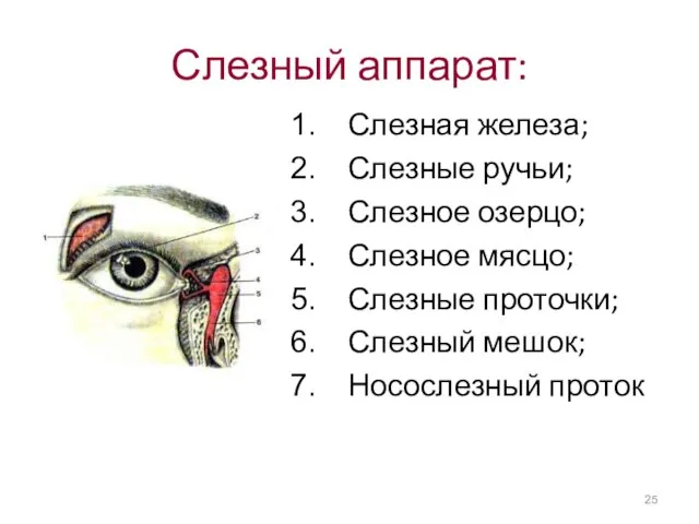 Слезный аппарат: Слезная железа; Слезные ручьи; Слезное озерцо; Слезное мясцо; Слезные проточки; Слезный мешок; Носослезный проток