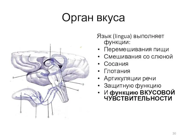 Орган вкуса Язык (lingua) выполняет функции: Перемешивания пищи Смешивания со слюной Сосания