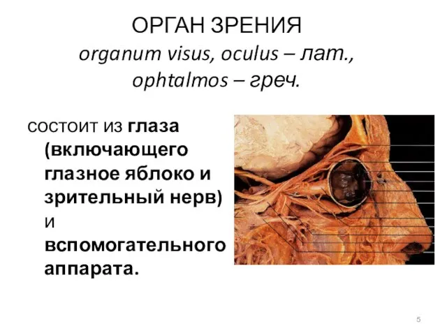 ОРГАН ЗРЕНИЯ organum visus, oculus – лат., ophtalmos – греч. состоит из
