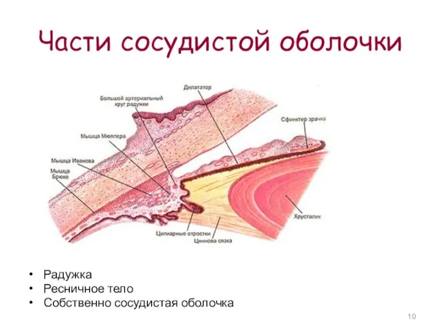 Части сосудистой оболочки Радужка Ресничное тело Собственно сосудистая оболочка