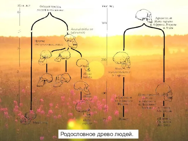 Родословное древо людей.