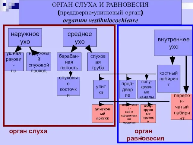 орган слуха орган равновесия ОРГАН СЛУХА И РАВНОВЕСИЯ (преддверно-улитковый орган) organum vestibulocochleare