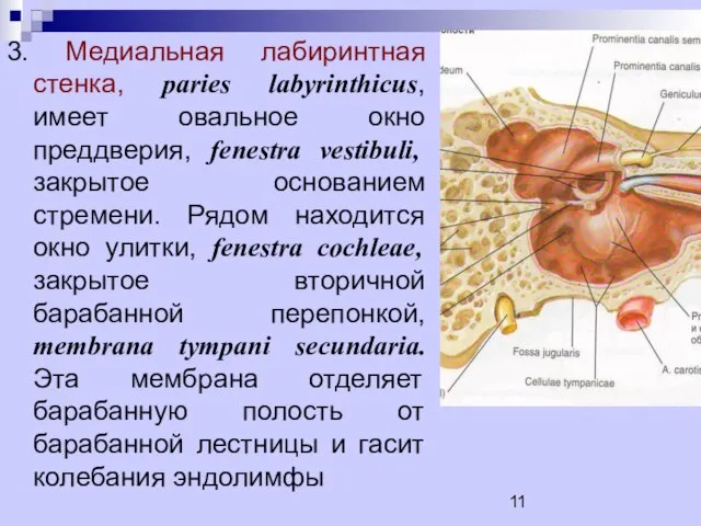 3. Медиальная лабиринтная стенка, paries labyrinthicus, имеет овальное окно преддверия, fenestra vestibuli,