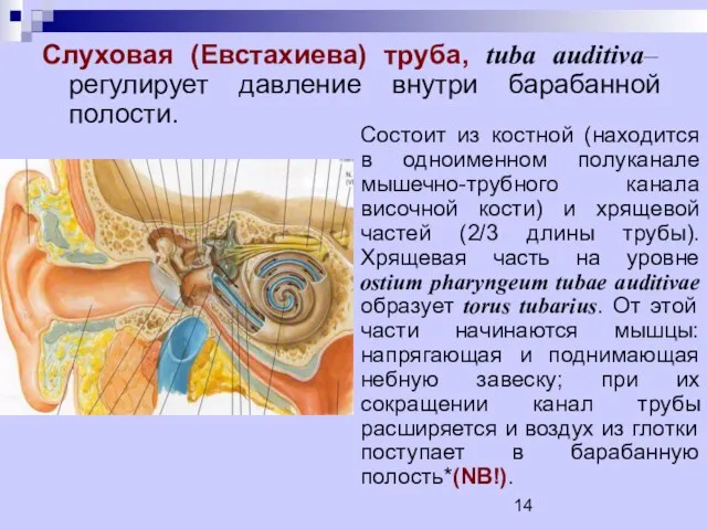 Слуховая (Евстахиева) труба, tuba auditiva– регулирует давление внутри барабанной полости. Состоит из