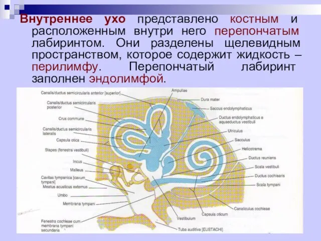 Внутреннее ухо представлено костным и расположенным внутри него перепончатым лабиринтом. Они разделены