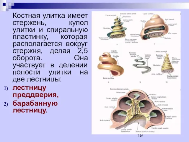 Костная улитка имеет стержень, купол улитки и спиральную пластинку, которая располагается вокруг