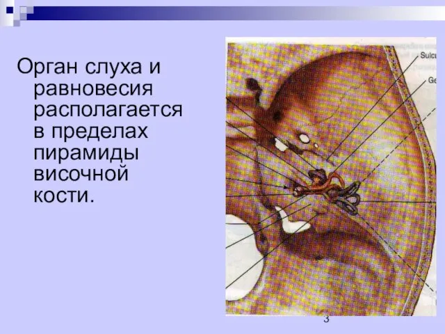 Орган слуха и равновесия располагается в пределах пирамиды височной кости.