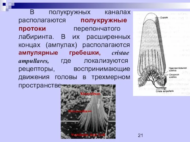В полукружных каналах располагаются полукружные протоки перепончатого лабиринта. В их расширенных концах