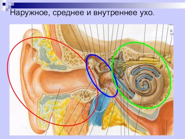 Наружное, среднее и внутреннее ухо. Наружное и среднее ухо составляют аппарат улавливания
