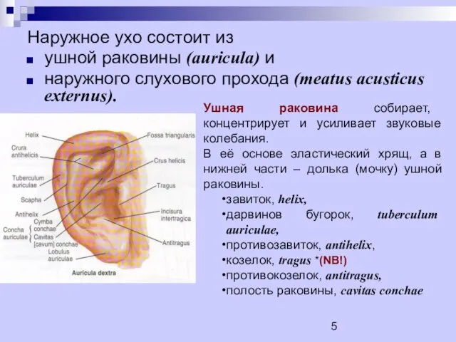 Наружное ухо состоит из ушной раковины (auricula) и наружного слухового прохода (meatus
