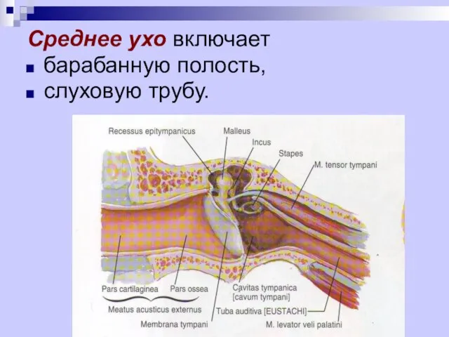 Среднее ухо включает барабанную полость, слуховую трубу.