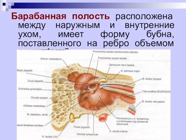 Барабанная полость расположена между наружным и внутренние ухом, имеет форму бубна, поставленного