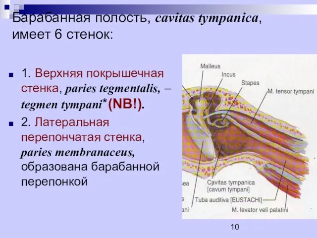 Барабанная полость, cavitas tympanica, имеет 6 стенок: 1. Верхняя покрышечная стенка, paries