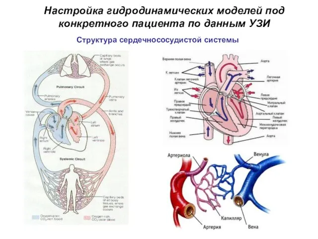 Структура сердечнососудистой системы Настройка гидродинамических моделей под конкретного пациента по данным УЗИ