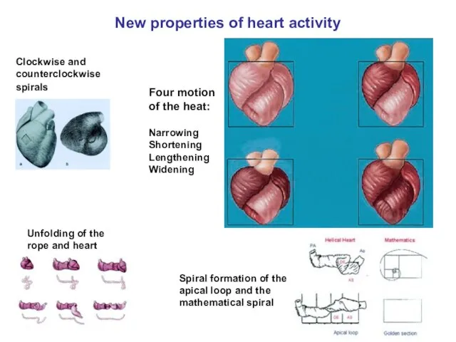 New properties of heart activity Four motion of the heat: Narrowing Shortening