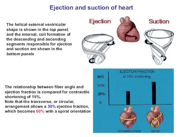 The relationship between fiber angle and ejection fraction is compared for contractile