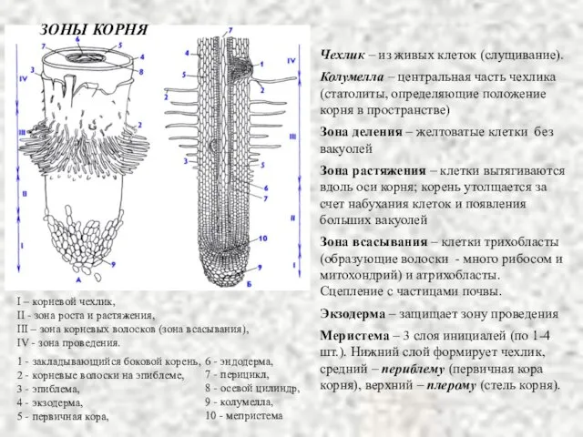 1 - закладывающийся боковой корень, 2 - корневые волоски на эпиблеме, 3