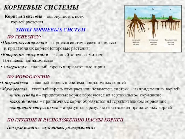 Корневая система - совокупность всех корней растения КОРНЕВЫЕ СИСТЕМЫ ТИПЫ КОРНЕВЫХ СИСТЕМ