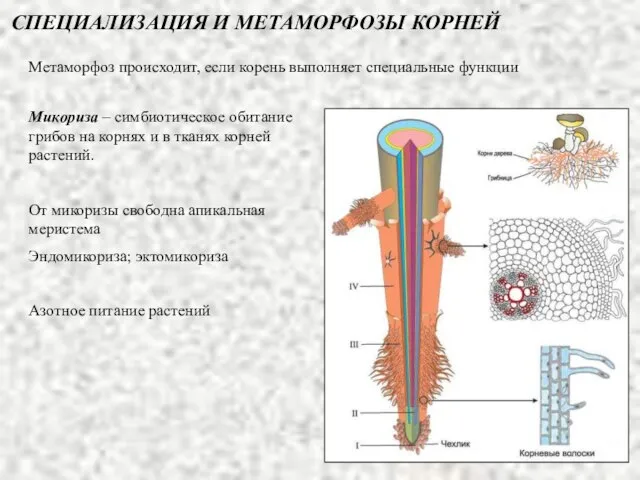 СПЕЦИАЛИЗАЦИЯ И МЕТАМОРФОЗЫ КОРНЕЙ Метаморфоз происходит, если корень выполняет специальные функции Микориза