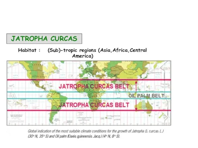 JATROPHA CURCAS Habitat : (Sub)-tropic regions (Asia,Africa,Central America)