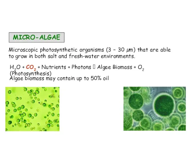 MICRO-ALGAE Microscopic photosynthetic organisms (3 – 30 µm) that are able to