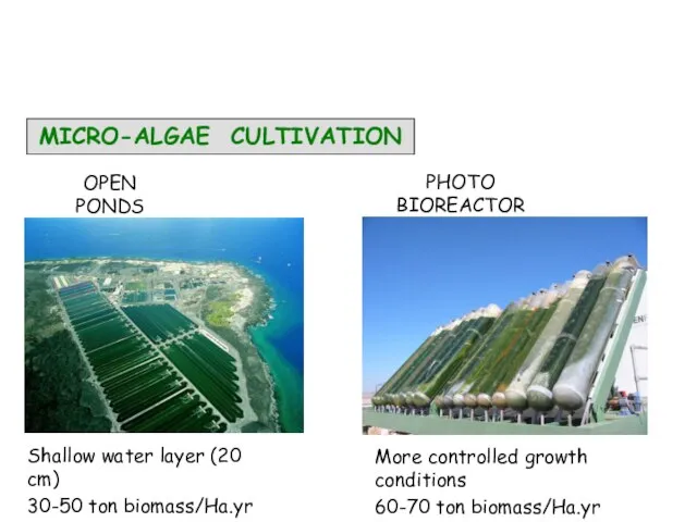 MICRO-ALGAE CULTIVATION OPEN PONDS PHOTO BIOREACTOR Shallow water layer (20 cm) 30-50