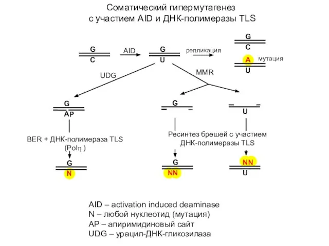 Соматический гипермутагенез с участием AID и ДНК-полимеразы TLS AID – activation induced