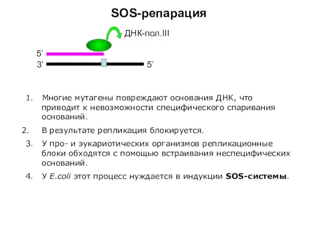 SOS-репарация 3’ 5’ 5’ ДНК-пол.III 1. Многие мутагены повреждают основания ДНК, что
