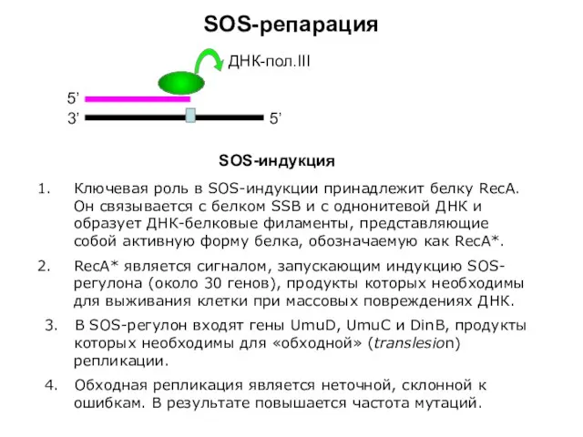 SOS-репарация 3’ 5’ 5’ ДНК-пол.III SOS-индукция Ключевая роль в SOS-индукции принадлежит белку