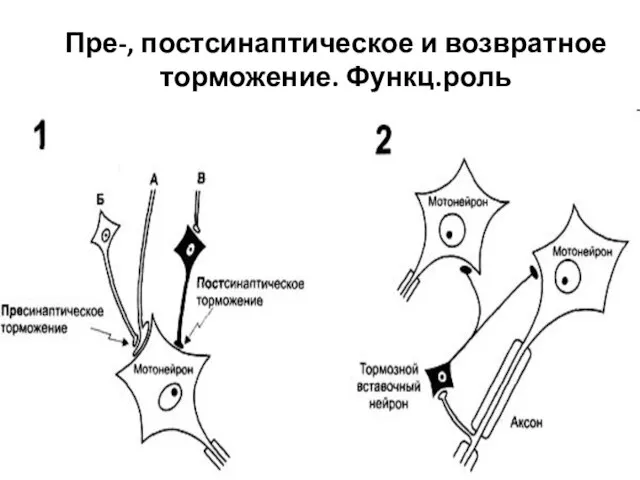 Пре-, постсинаптическое и возвратное торможение. Функц.роль