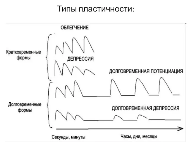 Типы пластичности: