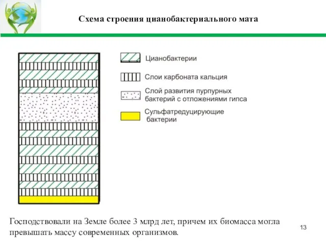 Схема строения цианобактериального мата Господствовали на Земле более 3 млрд лет, причем