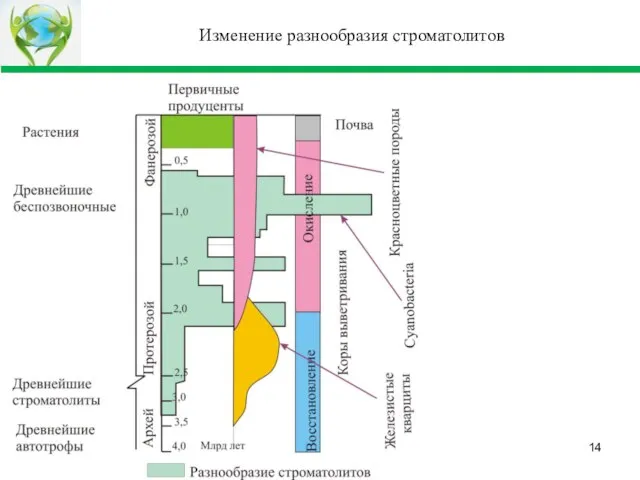 Изменение разнообразия строматолитов