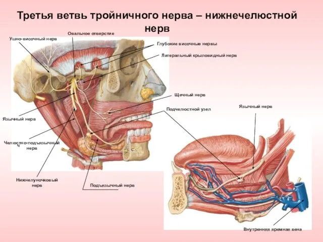 Третья ветвь тройничного нерва – нижнечелюстной нерв Глубокие височные нервы Латеральный крыловидный