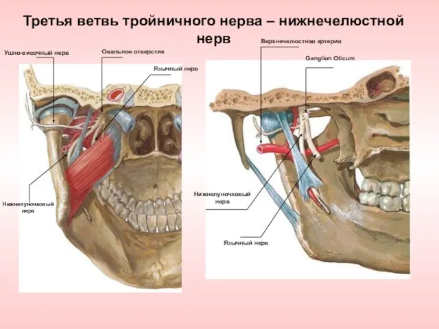 Третья ветвь тройничного нерва – нижнечелюстной нерв Язычный нерв Овальное отверстие Нижнелуночковый