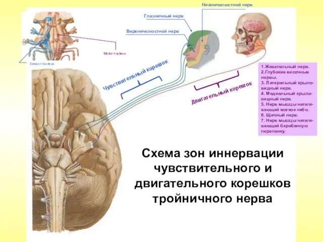 Схема зон иннервации чувствительного и двигательного корешков тройничного нерва Глазничный нерв Верхнечелюстной