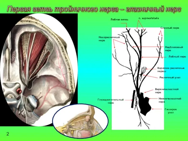 Первая ветвь тройничного нерва – глазничный нерв Глазодвигательный нерв Гассеров узел Нижнечелюстной