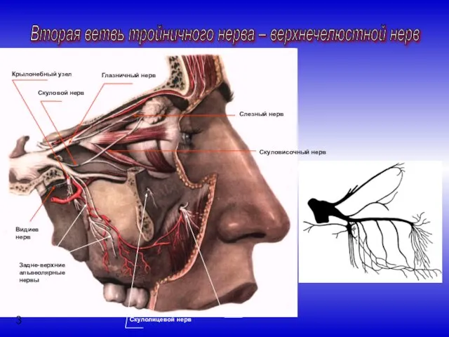 Вторая ветвь тройничного нерва – верхнечелюстной нерв Видиев нерв Задне-верхние альвеолярные нервы